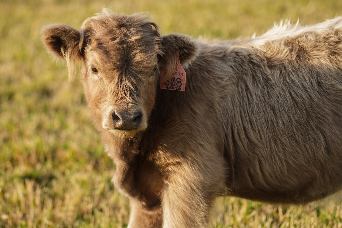 S08 | Registered Heifer Deposit
