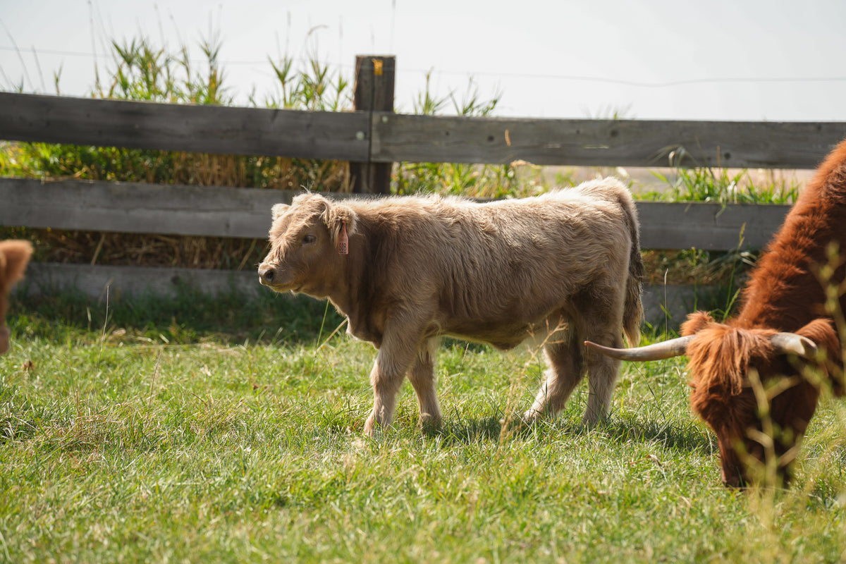 S08 | Registered Heifer Deposit