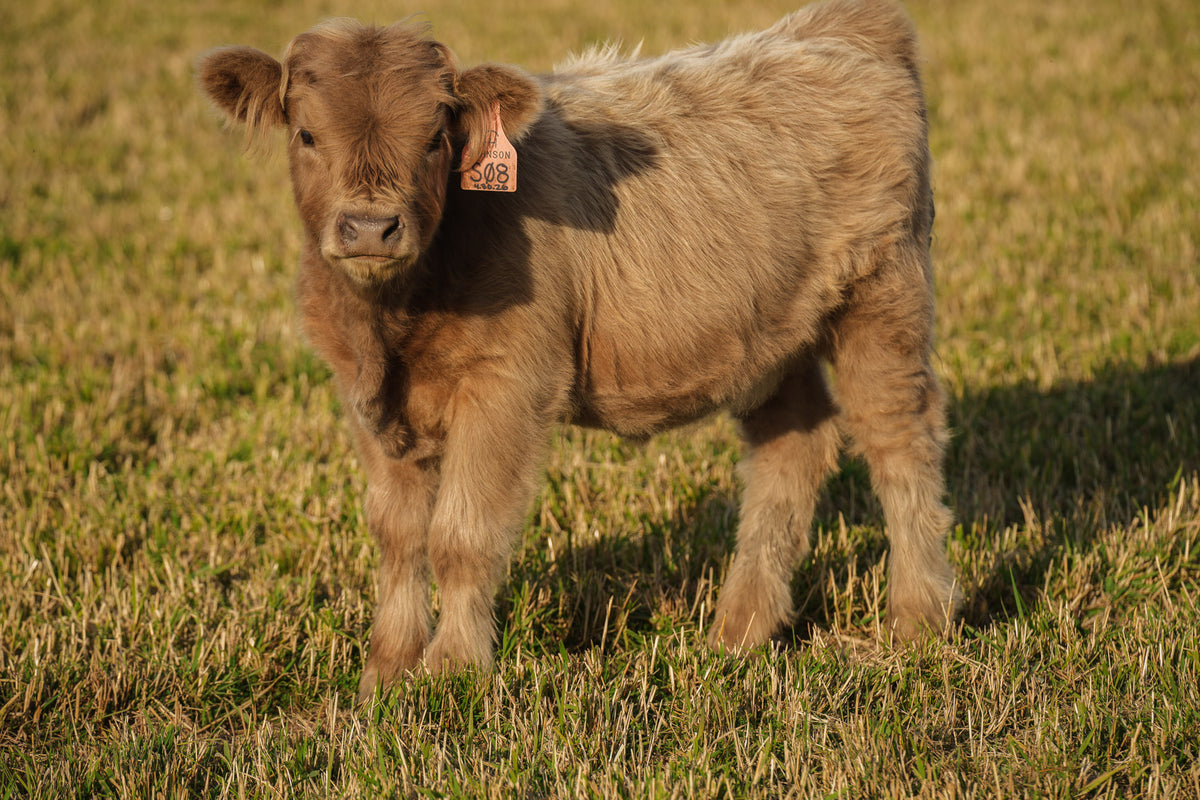 S08 | Registered Heifer Deposit