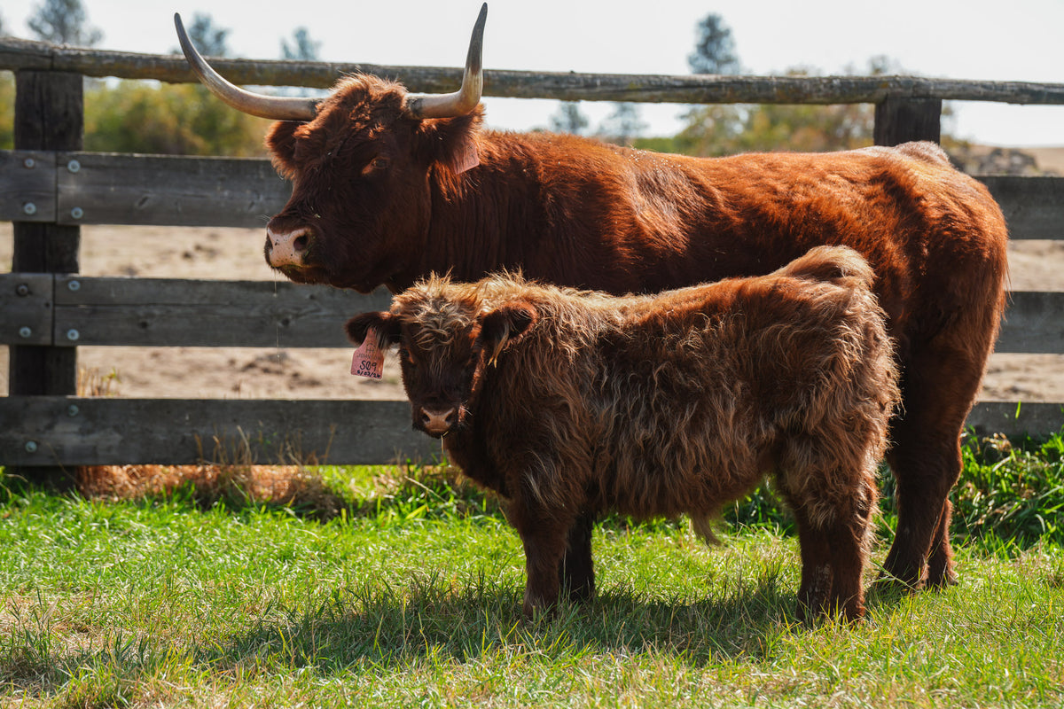 S09 | Registered Bull Deposit