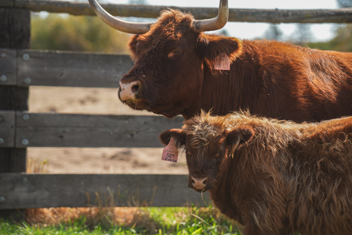 S09 | Registered Bull Deposit